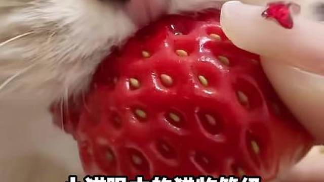 小猫眼中的猎物等级！猫：整桌国宴！