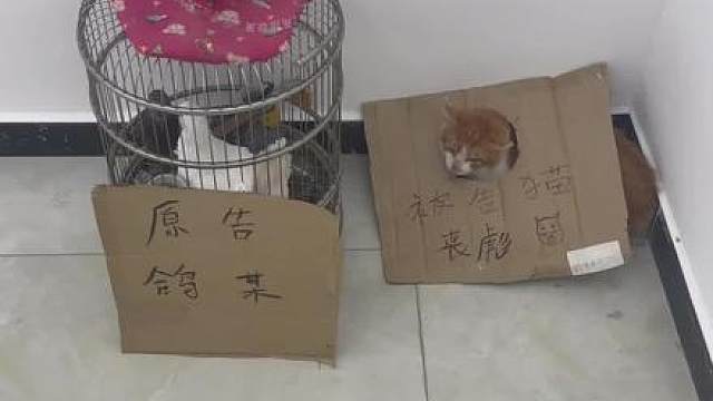 偷吃鸽子的野猫判决如下