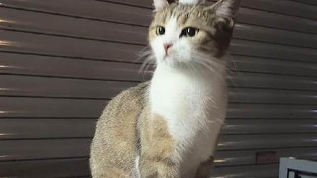 小猫一旦觉得自己很帅就会变拽屁