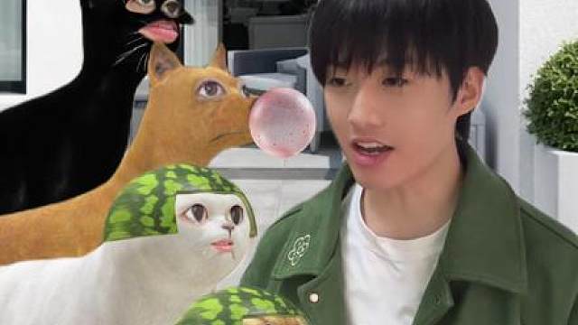 我不是猫窝神（猫咪版）