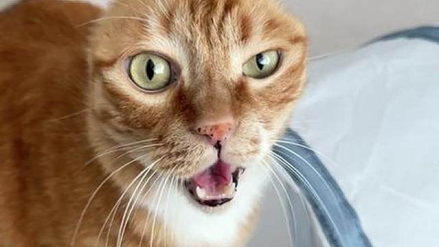 此猫每天就是如此之烦人