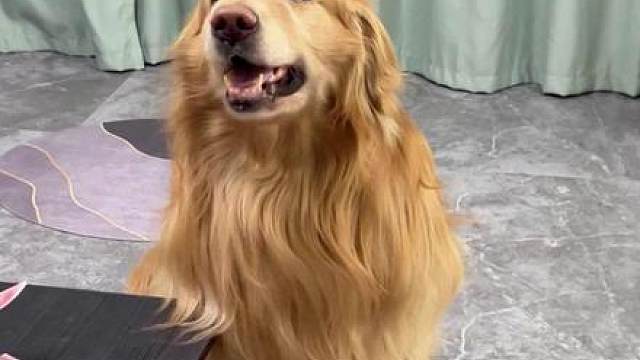 狗子： 冤枉啊！不是你让我拿的吗？！