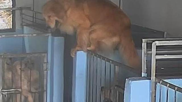 论发Q期小母狗的主动性