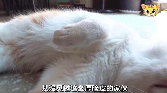 最可爱的人和最可爱的动物同框了，猫咪最有灵性了，它只有感受到安全和善意才会呼呼大睡赖着不走 ​​​
