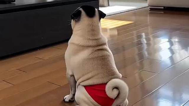 这狗子练的这么认真是准备要去比赛了吧哈哈哈