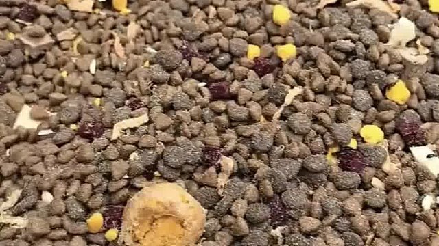 那些花花绿绿的狗粮就不要给狗狗吃了！