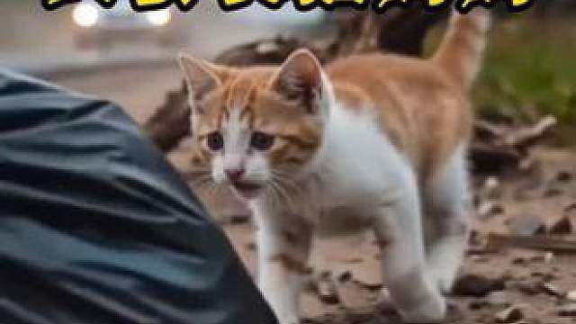 套袋猫妈妈 狠心男子将猫妈妈装袋弃荒野，小奶猫寻人救母，背后感人一幕