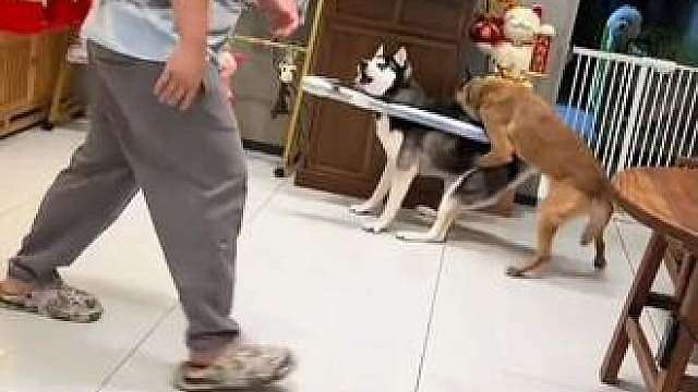 把主人骂上热搜的马犬，在家横行霸道，打架没服过，吵架没输过