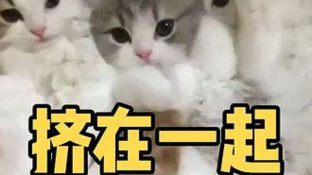 挤在一起才暖和的