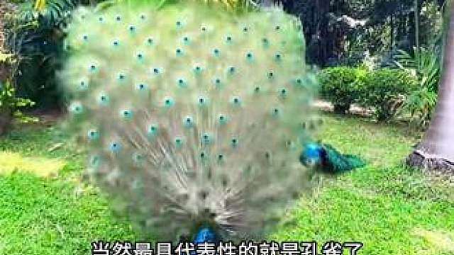 为什么动物界都是雄性比雌性更好看