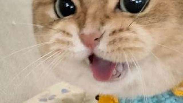 怎么回事 这个豆豆一叫就来 一碰就走