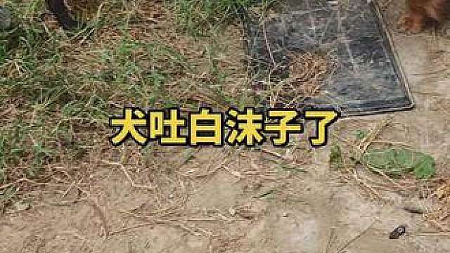 天天舔的吐白沫子