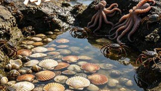 小章礁石区赶海，怎么这么多好货呀？应季海鲜根本都抓不完！