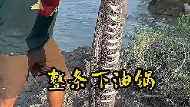 东南亚海边人的硬核海鲜盛宴，人高的大海鳗，大几斤的刺河豚