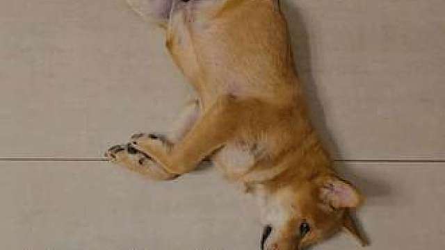 你家狗子睡觉都啥姿势？