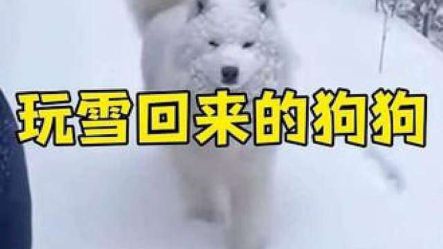这些玩雪回来的狗子，主人都差点认不出来了！