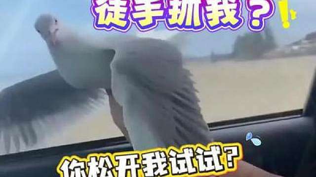 飞禽界有自己的二哈