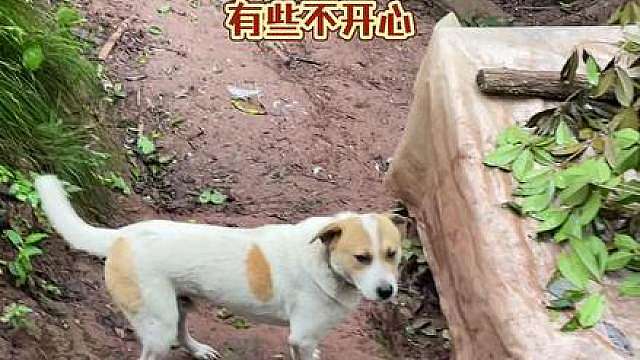 今天没带狗子上街赶场，它一副可怜巴巴的样子，跟小孩子一样委屈