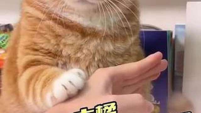 橘猫:死道友不死贫道