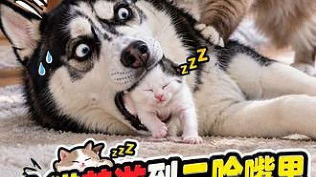 小猫钻二哈嘴里！猫妈妈误会暴揍二哈