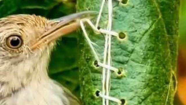 鸟界裁缝大师