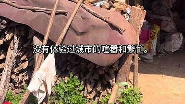看看你们的猫咪