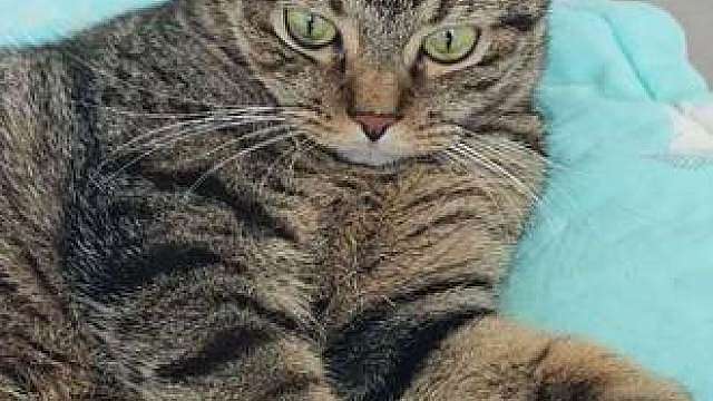 你们的狸花猫也这样吗？