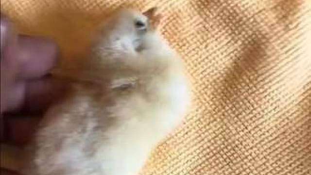 越狱的母鸡，产下无脚的小鸡 越狱的母鸡，产下无脚的小鸡，出生就没有双脚的小鸡 (来源：其他平台)