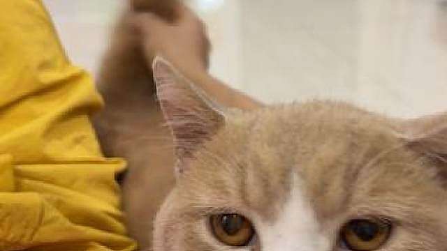 猫：其实有时候我也很无奈 ai永远替代不了人类，比狗还要狗的铲屎官
