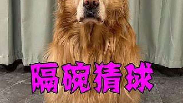 狗狗隔碗猜球，重现江湖！