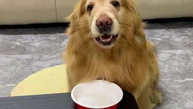 狗子：默契在哪里？人品在哪里？鸡肉在哪里？