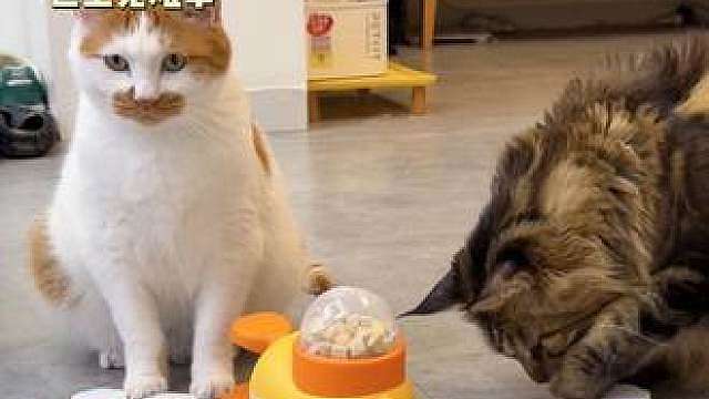 原来猫和猫之间的交流是这样的
