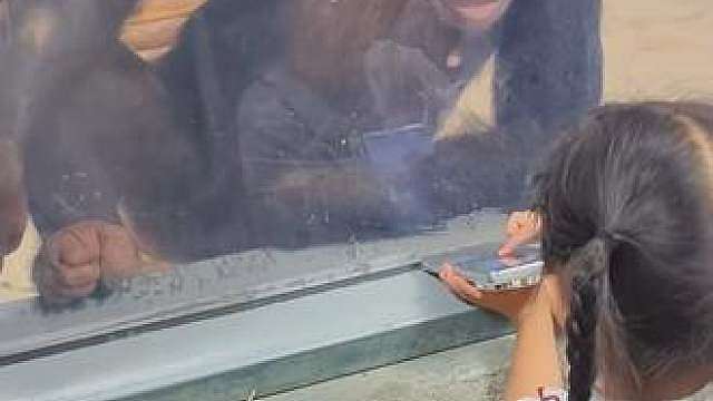 聪明的猩猩，共情能力超强，还会哄孩子