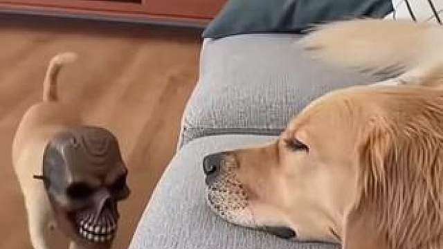 完犊子了