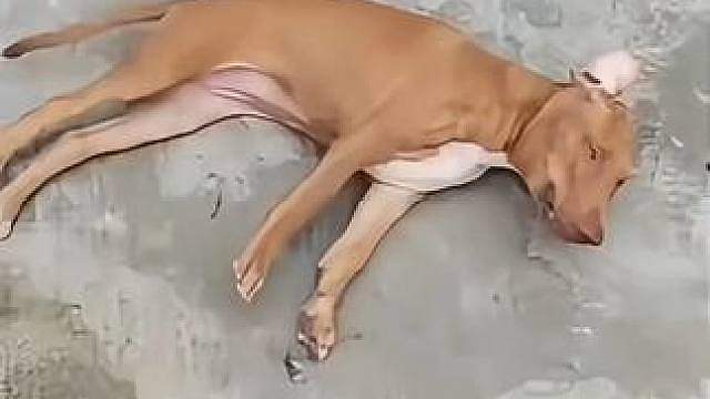 这是买了个爹回来