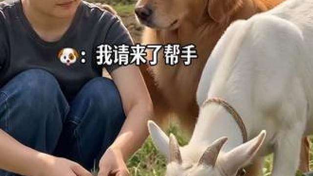 多多：我们得拔到啥时候，我得去请个帮手来