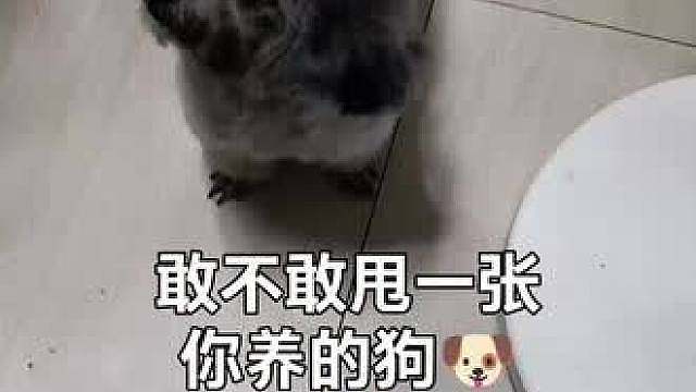灰色泰迪的迷惑行为