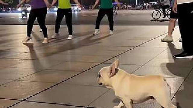 假如你的狗子也会跳广场舞