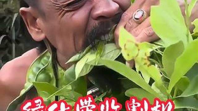 大叔从不炒青菜，绿化带当蔬菜直接造