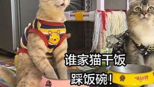 谁家小猫咪干饭，直接把jio踩进碗里啊 真的看傻了，我家猫干饭的时候，直接把整个jio踩进碗里，完全不讲究一点