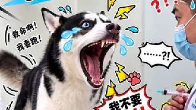 带二哈去打针，二哈看到针头的反应笑死人