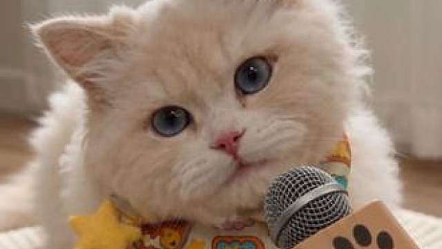 为什么小猫咪都是“跟屁虫”？