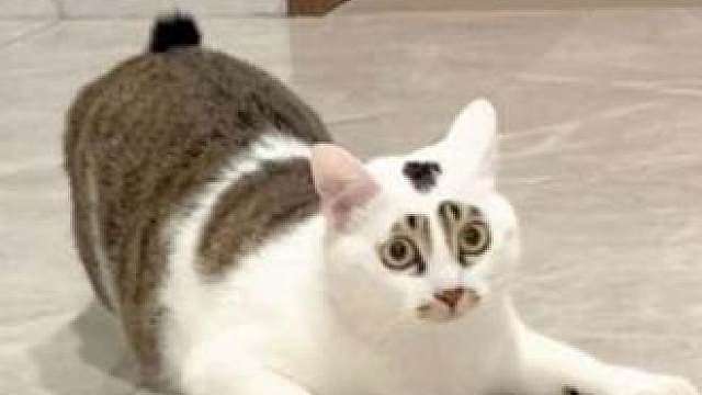 硬猫配硬曲，土猫配土歌，傻猫有傻福