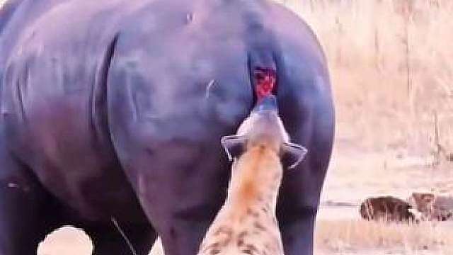 倒霉的鬣狗打劫花豹的疣猪蓬蓬