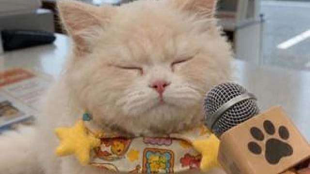 小猫打哈欠是困了吗？