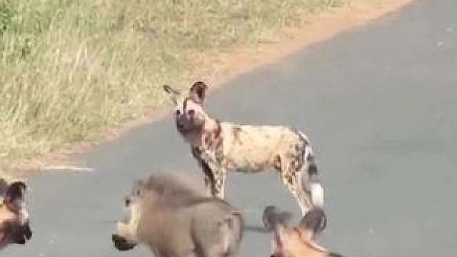 野狗群被疣猪戏弄