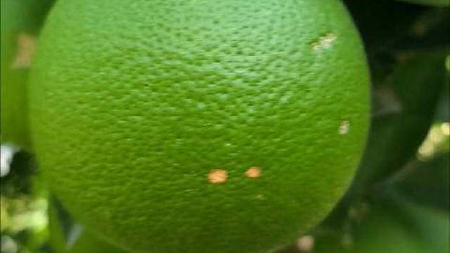 逛植物园，被满树青柚惊艳到。
一颗颗圆润饱满的青柚，沉甸甸挂满枝头，藏在层层绿叶当中。
青涩果皮泛着