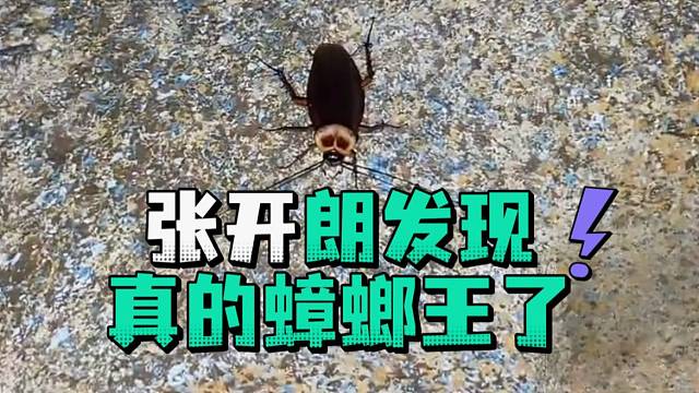 张开郎发现真的蟑螂王了
