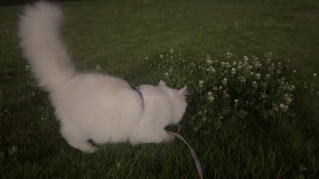 小猫咪