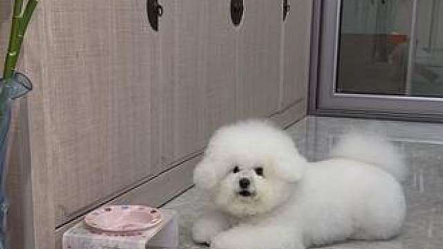 布丁内心：到底是哪个环节出了问题